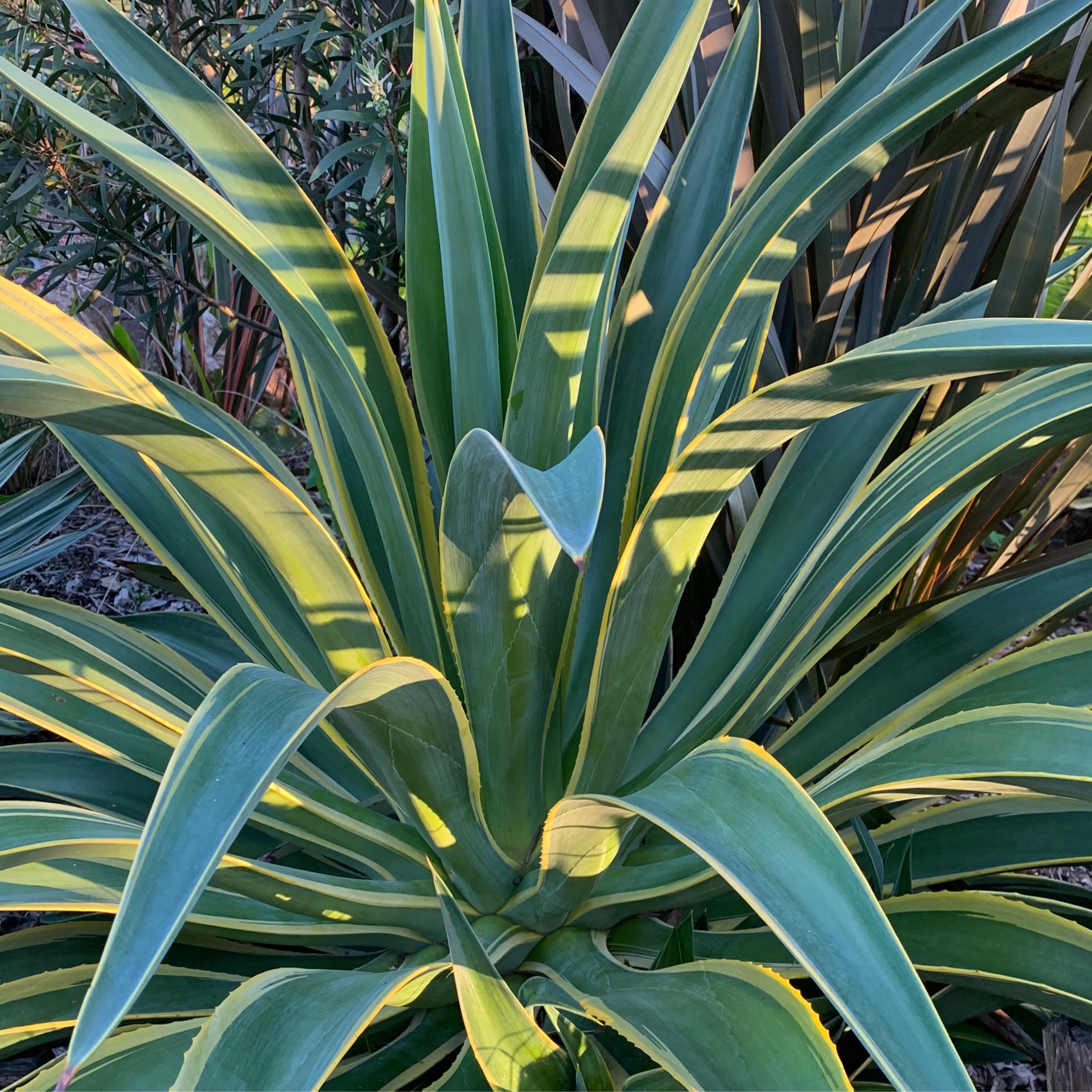 Agave El Miradores Gold | BLACK MARKET NURSERY