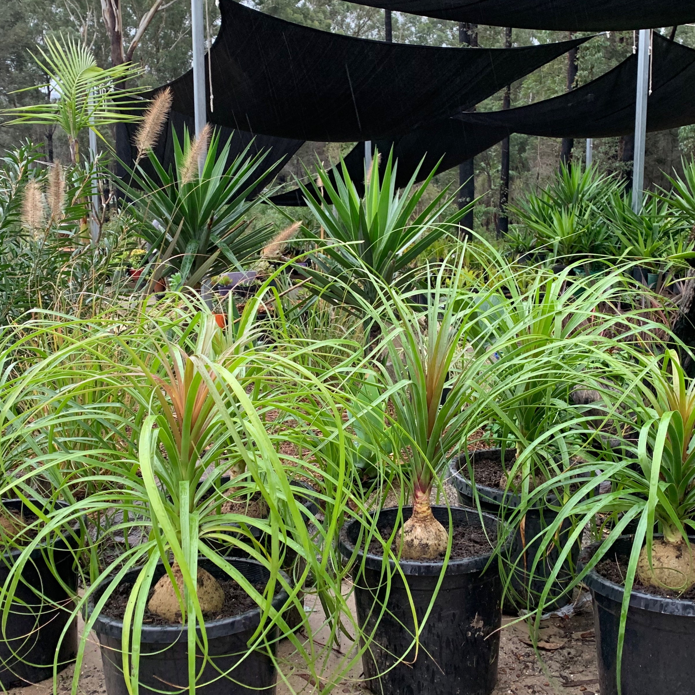 whale fin snake plant care Whale Fin Snake Plant – Plant Detectives main image 1