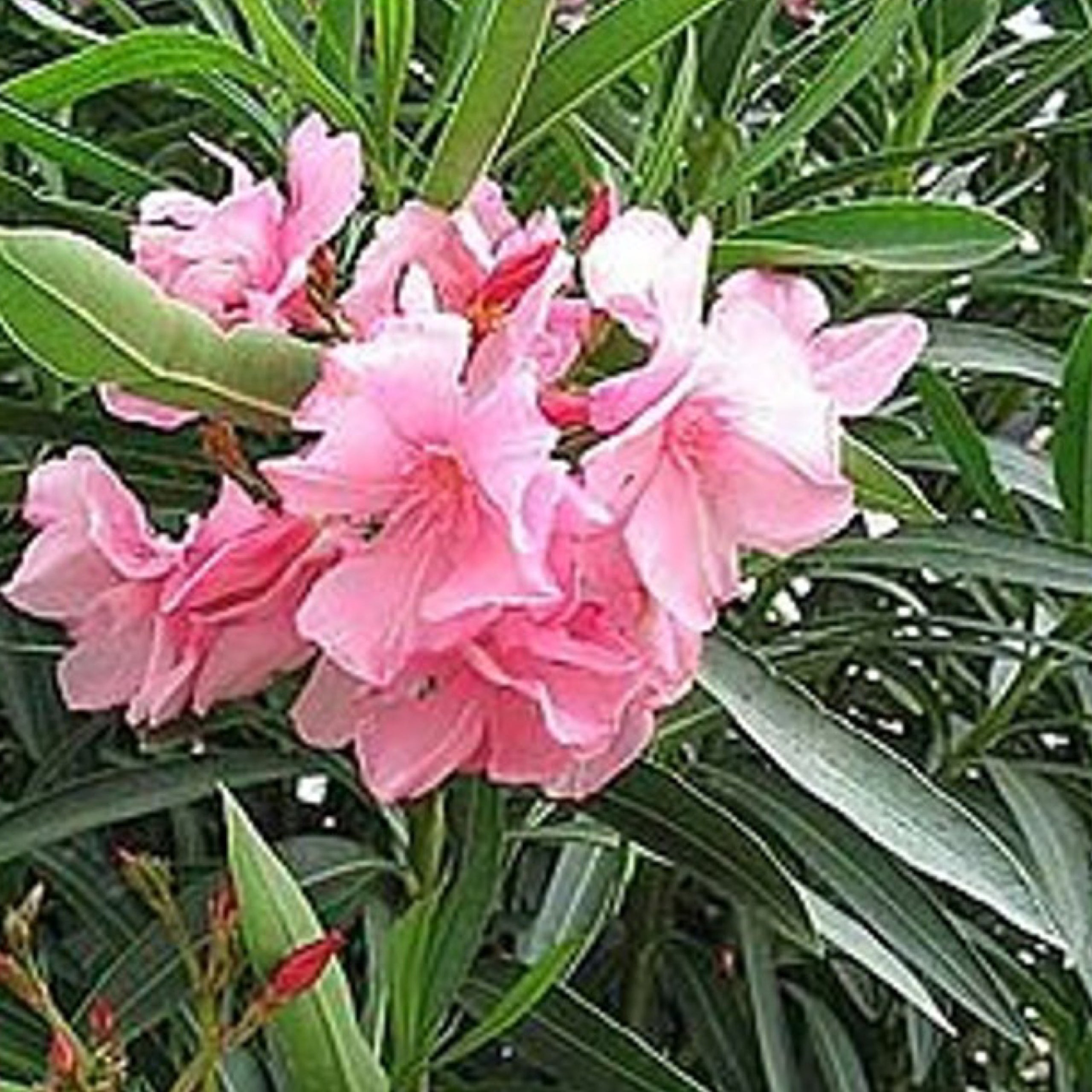 Oleander Pink Beauty