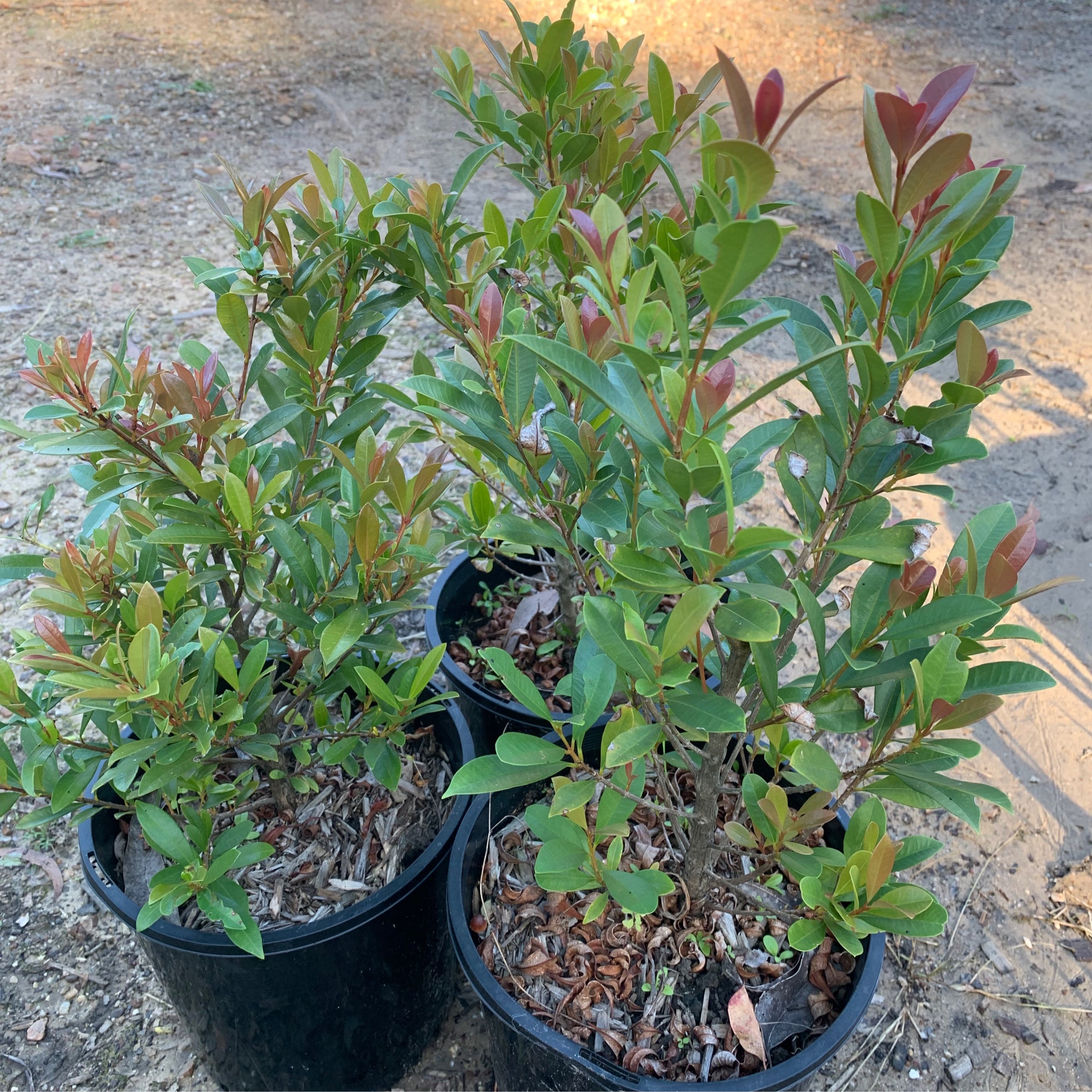 Lilly Pilly Acmena Smithii | Black Market Nursery